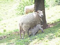 Mouton - Brebis et agneau (01)